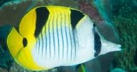 Sickle Butterflyfish (Chaetodon falcula) – ornamental fish exported by Rafiki Marine, Mombasa