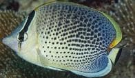 Peppered Butterflyfish (Chaetodon guttatissimus) – ornamental fish exported by Rafiki Marine, Mombasa