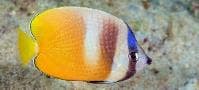 Klein's Butterflyfish (Chaetodon kleinii) – ornamental fish exported by Rafiki Marine, Mombasa