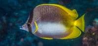 Somali Butterflyfish (Chaetodon leucopleura) – ornamental fish exported by Rafiki Marine, Mombasa