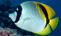Lined Butterflyfish (Chaetodon lineolatus) – ornamental fish exported by Rafiki Marine, Mombasa