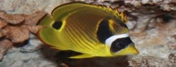 Raccoon Butterflyfish (Chaetodon lunula) – ornamental fish exported by Rafiki Marine, Mombasa