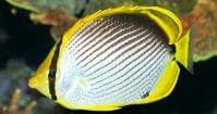 Black Back Butterflyfish (Chaetodon melannotus) – ornamental fish exported by Rafiki Marine, Mombasa