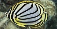 Meyer's Butterflyfish (Chaetodon meyeri) – ornamental fish exported by Rafiki Marine, Mombasa