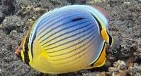 Melon Butterflyfish (Chaetodon trifasciatus) – ornamental fish exported by Rafiki Marine, Mombasa
