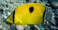 Teardrop Butterflyfish (Chaetodon unimaculatus) – ornamental fish exported by Rafiki Marine, Mombasa