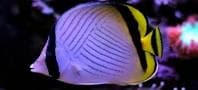 Vagabond Butterflyfish (Chaetodon vagabundus) – ornamental fish exported by Rafiki Marine, Mombasa