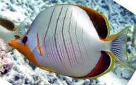 Yellowhead Butterflyfish (Chaetodon xanthocephalus) – ornamental fish exported by Rafiki Marine, Mombasa