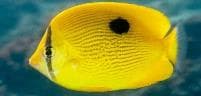 Zanzibar Butterflyfish (Chaetodon zanzibarensis) – ornamental fish exported by Rafiki Marine, Mombasa