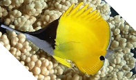 Long-nosed Butterflyfish (Forcipiger longirostris) – ornamental fish exported by Rafiki Marine, Mombasa