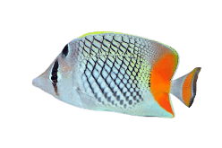 Philippine Chevron Butterflyfish (Chaetodon xanthurus) – ornamental fish exported by Rafiki Marine, Mombasa