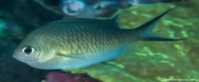 Ternate Chromis (Chromis ternatensis) – ornamental fish exported by Rafiki Marine, Mombasa