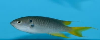 Coral Demoiselle (Neopomacentrus nemurus) – ornamental fish exported by Rafiki Marine, Mombasa
