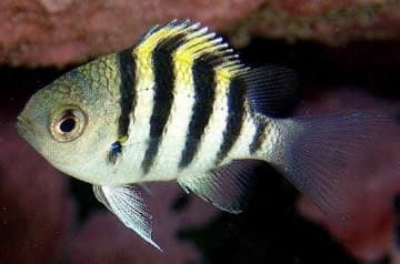 Indo-Pacific Sergeant (Abudefduf vaigiensis) – ornamental fish exported by Rafiki Marine, Mombasa