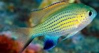 Lined Chromis (Chromis vanderbilti) – ornamental fish exported by Rafiki Marine, Mombasa