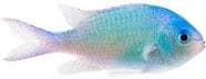 Blue-green Chromis (Chromis viridis) – ornamental fish exported by Rafiki Marine, Mombasa