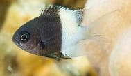 Half-and-Half Chromis (Chromis dimidiatus) – ornamental fish exported by Rafiki Marine, Mombasa