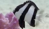 White-tailed Damselfish (Dascyllus aruanus) – ornamental fish exported by Rafiki Marine, Mombasa