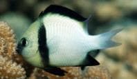 Blue-spotted Dascyllus (Dascyllus carneus) – ornamental fish exported by Rafiki Marine, Mombasa