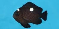 Threespot Damselfish (Dascyllus trimaculatus) – ornamental fish exported by Rafiki Marine, Mombasa