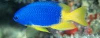 Yellow-bellied Damsel (Pomacentrus caeruleus) – ornamental fish exported by Rafiki Marine, Mombasa