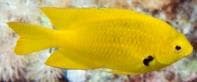 Sulfur Damselfish (Pomacentrus sulfureus) – ornamental fish exported by Rafiki Marine, Mombasa