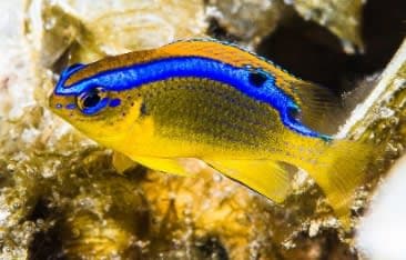 Surge Damselfish (Chrysiptera brownriggii) – ornamental fish exported by Rafiki Marine, Mombasa