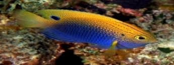 Ocellate Damsel (Pomacentrus vaiuli) – ornamental fish exported by Rafiki Marine, Mombasa