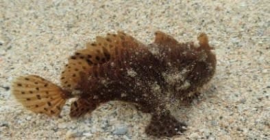 Brown Frogfish (Antennarius maculatus) – ornamental fish exported by Rafiki Marine, Mombasa