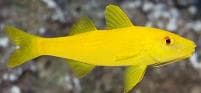 Yellow Goatfish (Parupeneus cyclostomus) – ornamental fish exported by Rafiki Marine, Mombasa