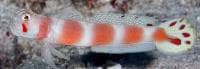Sunburst Goby (Amblyeleotris aurora) – ornamental fish exported by Rafiki Marine, Mombasa