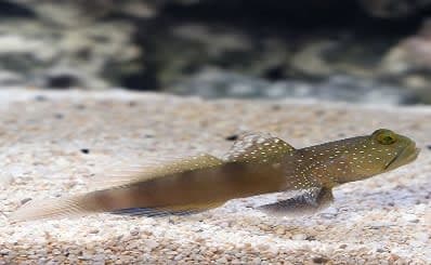 Spotted Watchman Goby (Cryptocentrus cinctus) – ornamental fish exported by Rafiki Marine, Mombasa