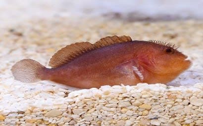 Brown Goby (Caracanthus unipinna) – ornamental fish exported by Rafiki Marine, Mombasa
