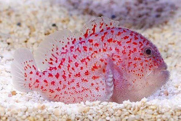 Velvet Fish (Caracanthus madagascariensis) – ornamental fish exported by Rafiki Marine, Mombasa