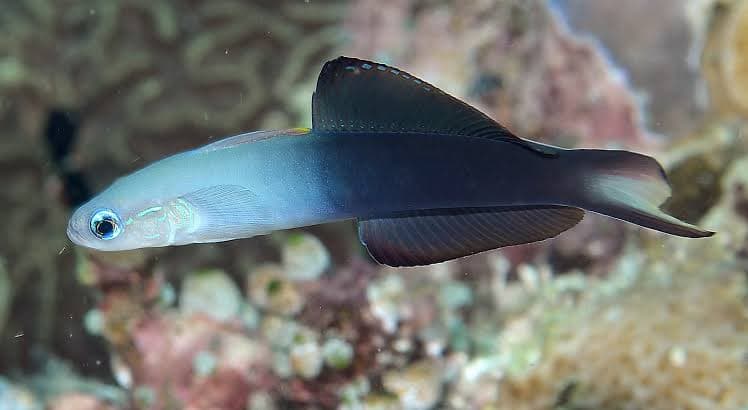 Spot-tail Gudgeon (Ptereleotris evides) – ornamental fish exported by Rafiki Marine, Mombasa