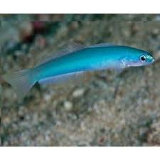 Blue Gudgeon (Ptereleotris microlepis) – ornamental fish exported by Rafiki Marine, Mombasa