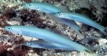 Tailspot Dartgoby (Ptereleotris heteroptera) – ornamental fish exported by Rafiki Marine, Mombasa