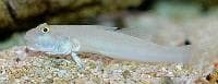 Ladder Glider (Valenciennea sexguttata) – ornamental fish exported by Rafiki Marine, Mombasa