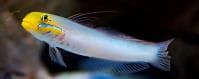 Pennant Glider (Valenciennea strigata) – ornamental fish exported by Rafiki Marine, Mombasa
