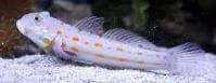 Yellow-spot Glider (Valenciennea puellaris) – ornamental fish exported by Rafiki Marine, Mombasa