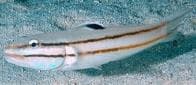 Line Glider (Valenciennea helsdingenii) – ornamental fish exported by Rafiki Marine, Mombasa