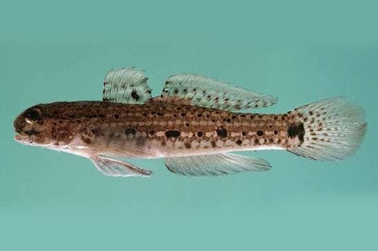 Radium Goby (Istigobius ornatus) – ornamental fish exported by Rafiki Marine, Mombasa