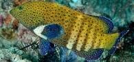 Argus Grouper (Cephalopholis argus) – ornamental fish exported by Rafiki Marine, Mombasa