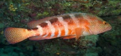 Sixband Rockcod (Cephalopholis sexmaculata) – ornamental fish exported by Rafiki Marine, Mombasa