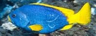 Blue & Yellow Grouper (Epinephelus flavocaeruleus) – ornamental fish exported by Rafiki Marine, Mombasa