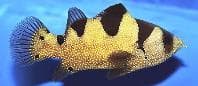 Clown Grouper (Pogonoperca punctata) – ornamental fish exported by Rafiki Marine, Mombasa
