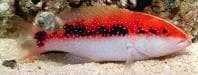 Lyretail Grouper (Variola louti) – ornamental fish exported by Rafiki Marine, Mombasa