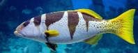 Blacksaddled Coral Grouper (Plectropomus laevis) – ornamental fish exported by Rafiki Marine, Mombasa