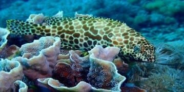 Honeycomb Grouper (Epinephelus merra) – ornamental fish exported by Rafiki Marine, Mombasa