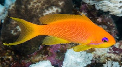 Lyretail Anthias - Female (Pseudanthias squamipinnis) – ornamental fish exported by Rafiki Marine, Mombasa